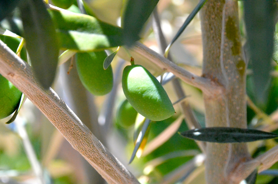Olives on the vine in Maipu Mendoza
