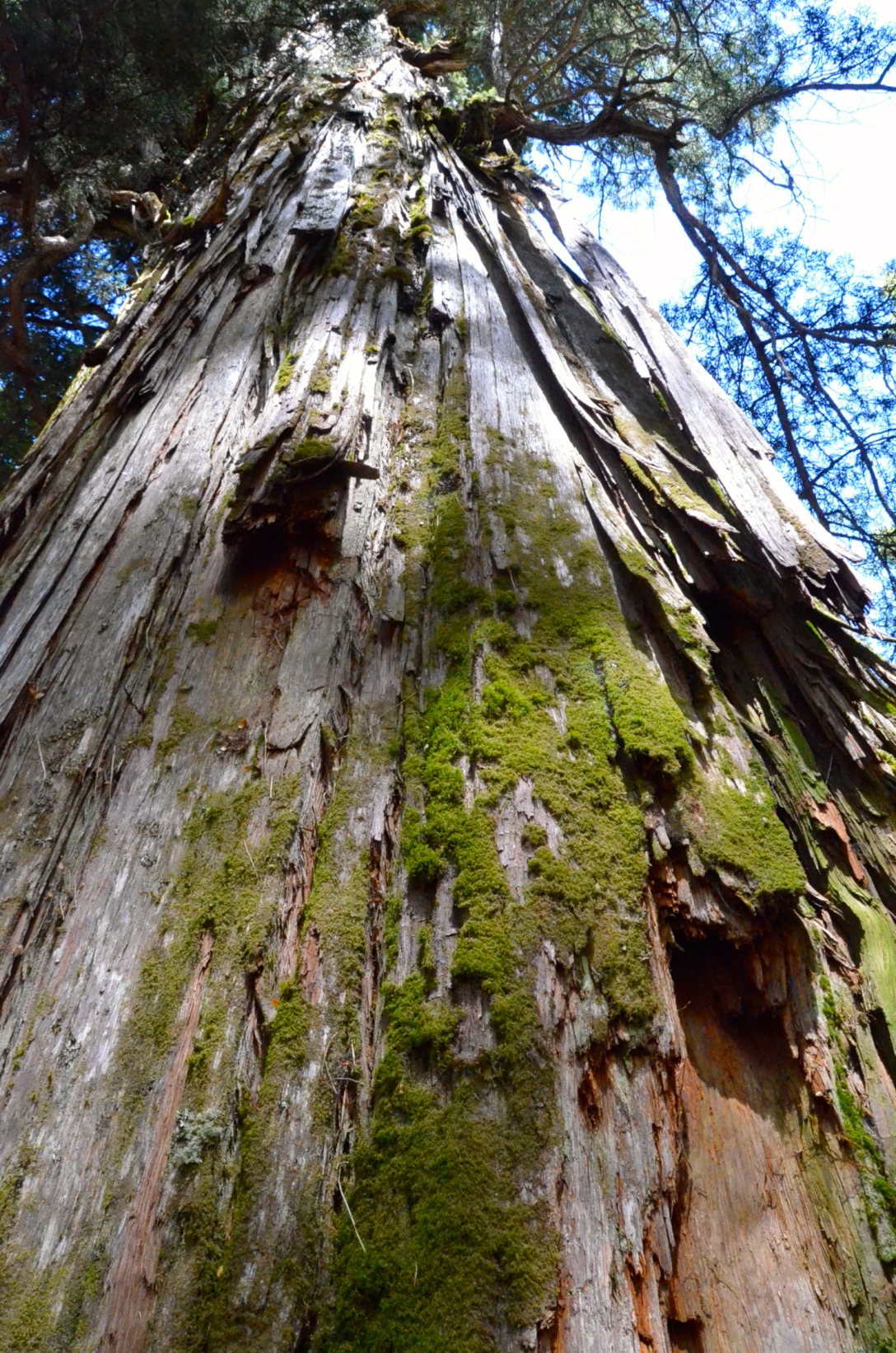This Alerce tree is 2,600 years old 