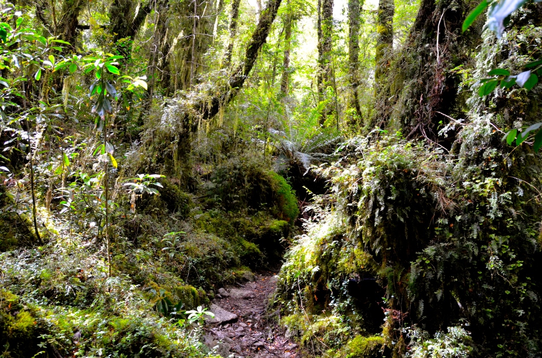 A rainforest hike 